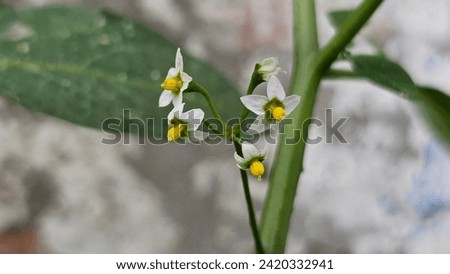 Small white and yellow flowers of Solanum nigrum black night shade.