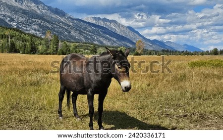 Single Black Horse Near a Mountain Range
