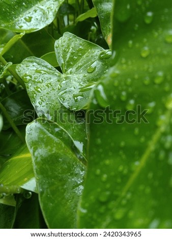 rainy tropical nature in southeast Asia