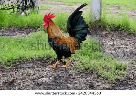 Closeup of Chicken is looking for food with natural background in the garden at Thailand. Royalty-Free Stock Photo #2420344563