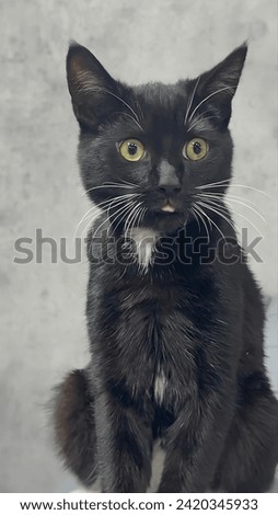 A beautifull black cat people like black cats 