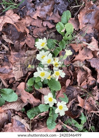 Top view photo view of natural wild primula flowers growing among brown dead leaves during winter in Normandy