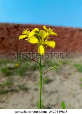 Beautiful picture of yellow flower blue sky and bricks
