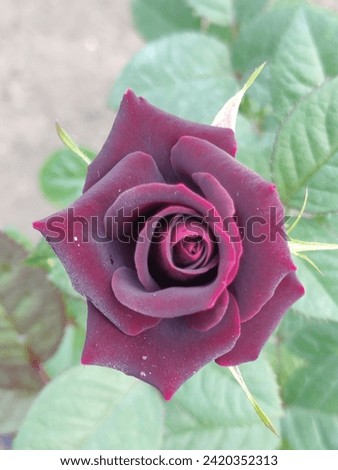 Beautiful rose photo, New Rose Picture 
