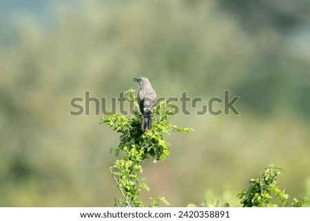 A Mockingbird Perched on a Branch against a beautiful green blurred background.
