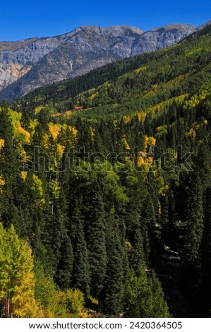 Early autumn foliage above Canyon Creek, Camp Bird road, Ouray, San Juan Mountains, southwest Colorado, USA.