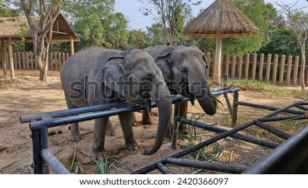 Two elephants waiting to be fed