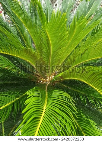 The plant is called Cycas Revoluta or in Indonesia it is also called Sikas Sagu.