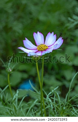 Bokeh picture Garden Cosmos or Mexican Aster Beautiful flowers that grow abundantly in a garden