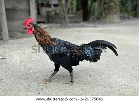 The village rooster is looking for food