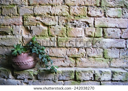 Ivy in an argil pot on brick background