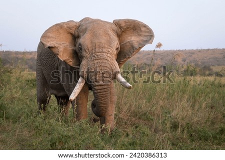 A large adult bull African elephant with tusks flapping its ears in grasslands in Hluhluwe Imfolozi game reserve in South Africa. Royalty-Free Stock Photo #2420386313