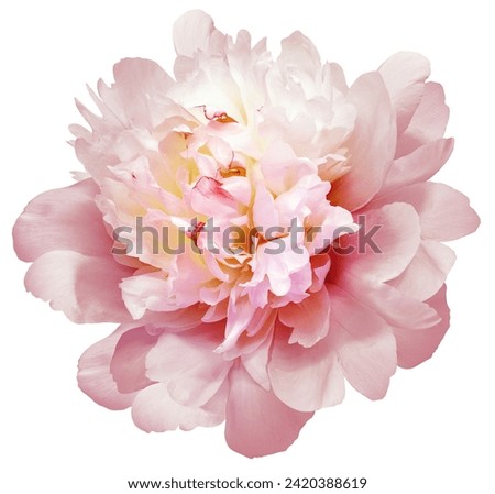 Peony flower  on a white isolated background with clipping path. Closeup. For design. Nature. 