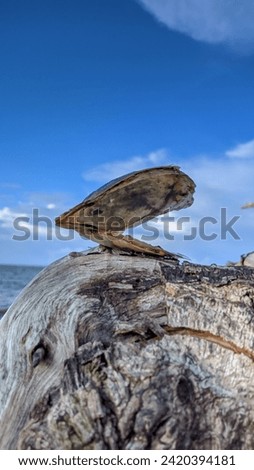 seashells on dead wood on an Indonesian beach