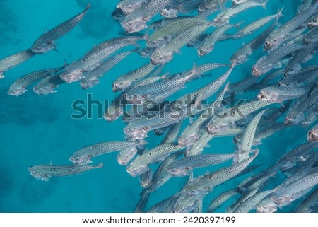 lot of bigmouth mackerels swimming past below during snorkeling in egypt