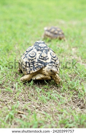 Juvenile tortoise in a garden. Grass nature background