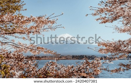 Mount Fuji with cherry blossom at Lake kawaguchiko in japan.