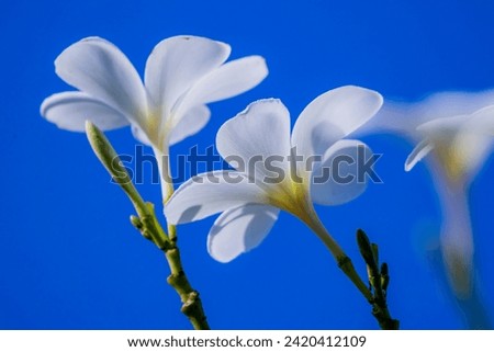 A white Plumerai flower on blue sky