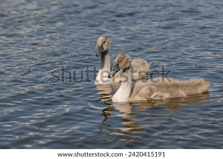 grey chicks of the white sibilant swan with grey down, young small swans with adult swans parents Royalty-Free Stock Photo #2420415191