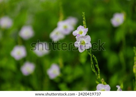 Picture of the purple Benjarong flowers or gourd vegetable. bloom in a bouquet at the tip of the shoot. It is a low shrub that can be grown as decoration or used for cook. isolated green background.