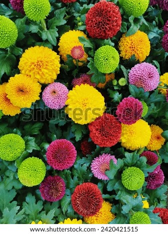 Background of flowers in the garden or decorative flowers in parks, nature and beautiful flowers
