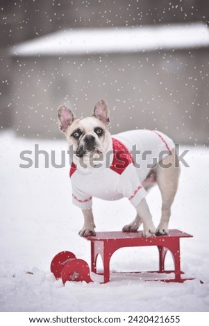 white French bulldog in the snow on a red sled in winter