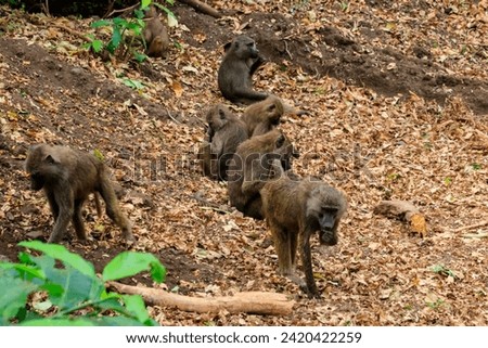 Group of olive baboons (Papio anubis), also called the Anubis baboons, in Lake Manyara National Park in Tanzania