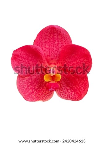 Beautiful flowers or floral background for decoration Design or advertising work