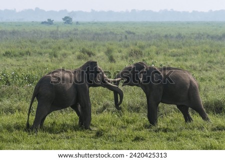 Two tuskers (Asian elephants) fighting in an open grassland in Kaziranga National Park, Assam, India