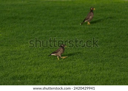 Birds Unique to Qatar are on the Grass, Doha Qatar