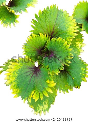 various types of leaves or leaf background for text, decoration, design or advertising.