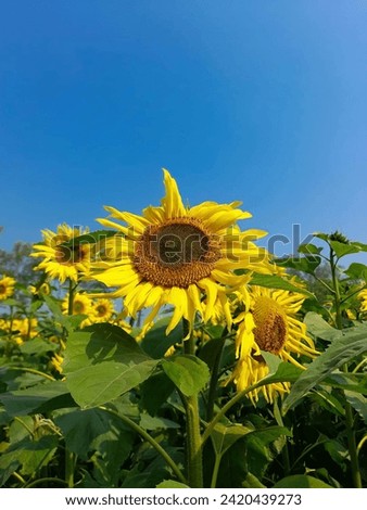 Beautiful Sunflower on the garden. Yellow Flowers. Green leaves.