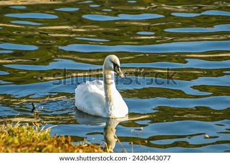 Portrait picture, animal portrait of a swan on a lake