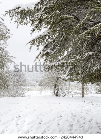 Trees covered with freshly fallen snow on a snowy winter day Royalty-Free Stock Photo #2420444943