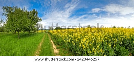 Panoramic photo of a country lane between a meadow orchard with apple trees and a yellow blossoming rape field in spring with fine weather and light cloud cover