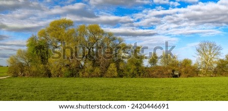 Panoramic photo of a group of deciduous trees in the middle of a field in summer in fine weather and light cloud cover