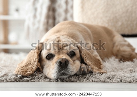 Cute Cocker Spaniel on floor at home Royalty-Free Stock Photo #2420447153