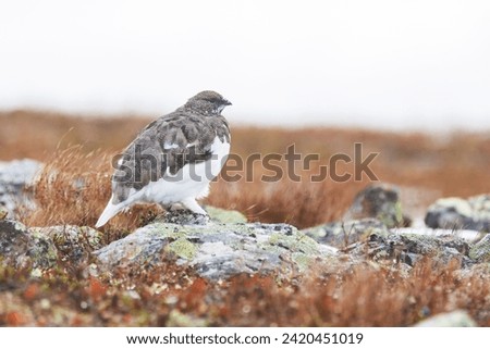 Rock ptarmigan resting on cold autumn day with fresh snow in the mountains of Urho Kekkonen National Park, Northern Finland Royalty-Free Stock Photo #2420451019