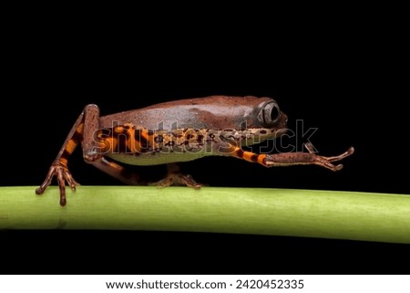 Phyllomedusa hypochondrialis climbing on branch, Northern orange-legged leaf frog or tiger-legged monkey frog closeup  
