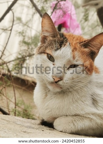 Here is a picture of the cat,s in the gardens. In this picture you can see the view with the cat. Beautiful view of every greenery of the cat.