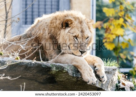 Captive lion in an exhibit in a zoo lying resting on a rocky shelf with his paws dangling over the edge Royalty-Free Stock Photo #2420453097