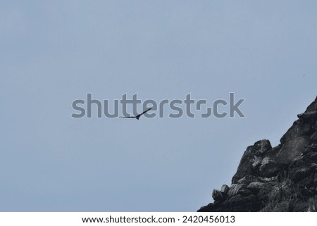 Reserva Nacional Pinguino de Humboldt. High quality photo