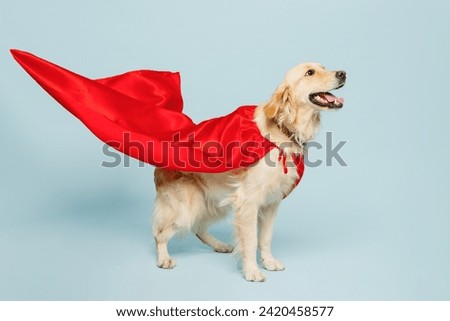 Full body side view golden retriever Labrador dog wearing red super hero suit pov defend isolated on plain pastel light blue color wall background studio portrait. Pet supernatural abilities concept