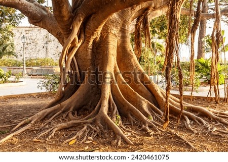 Picture of some wonderful trees in nature