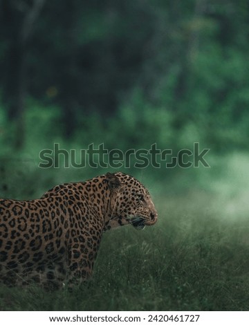 Indian wild male leopard or panther walking head on with an eye contact in natural green background 