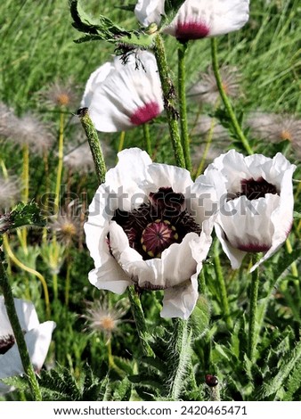 Eastern poppy (Papaver orientale) is a genus of plants belonging to the poppy family (Papaveraceae). In the Czech Republic, solitaires with distinctive flowers can be used as an ornamental plant. Royalty-Free Stock Photo #2420465471