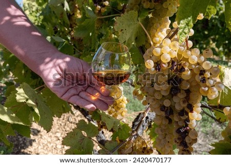 Tasting of Cognac strong alcohol drink in Cognac region, Grande Champagne, Charente with ripe ready to harvest ugni blanc grape on background uses for spirits distillation, France Royalty-Free Stock Photo #2420470177