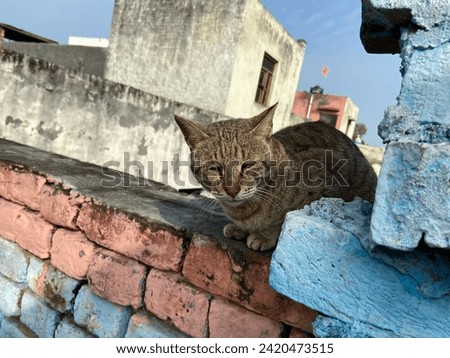 Cat sitting in the Wall pic