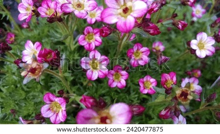 Striped pink and white flowers with yellow centers above mossy, green foliage of Saxifrage Saxifraga 'Peter Pan'