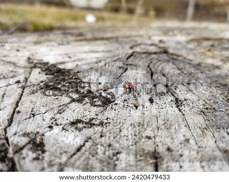 Ladybug Walking on a Tree Trunk- Stock photography